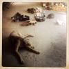 izanne wiid studio 021